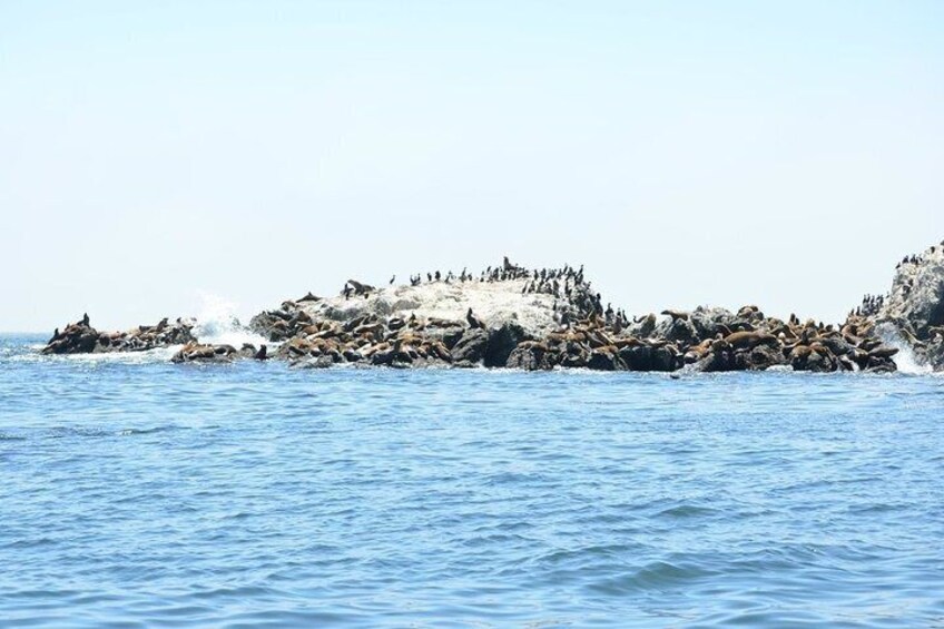 Private Sailing Tour of Bodega Bay