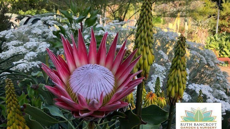 Ruth Bancroft Garden, protea cynaroides and aloe striatula