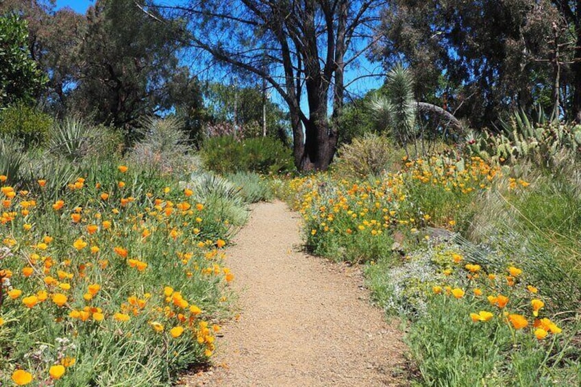 California native poppies