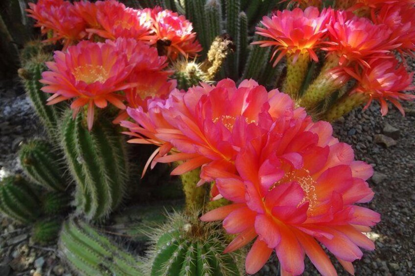 Cactus in bloom