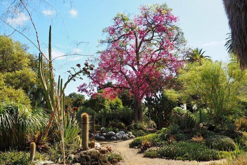 Ceiba speciosa (Silk Floss tree) in bloom. 