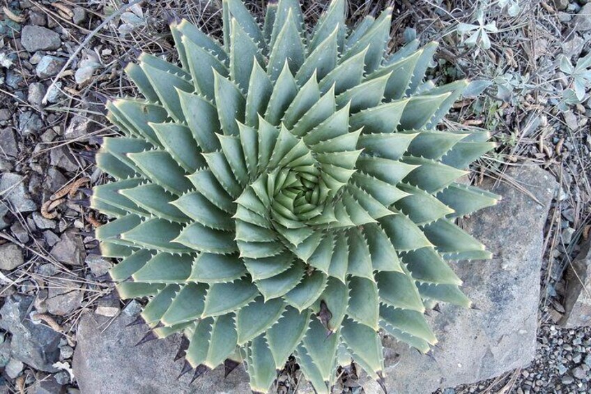 Aloe polyphylla (Spiral aloe)