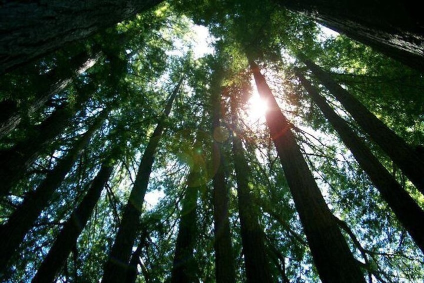 Redwoods