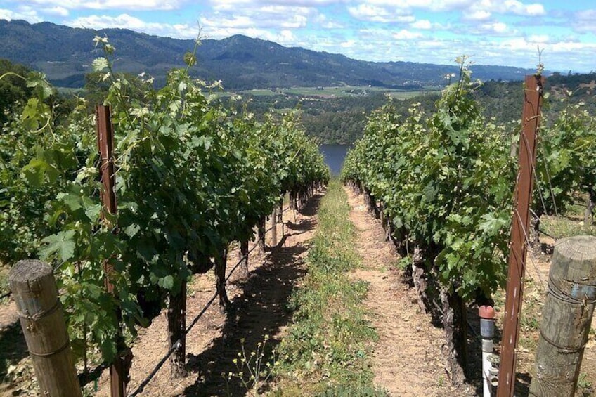 6-Hour Private Napa Limousine Wine Tour (Style & Wine)