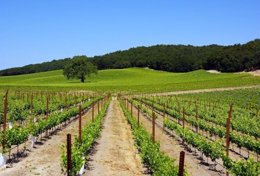 Paso Robles Wine Adventure with pickup from Pismo Beach, CA