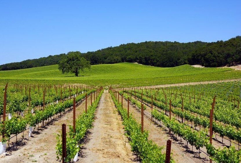 Paso Robles Wine Adventure with pickup from Cambria, CA