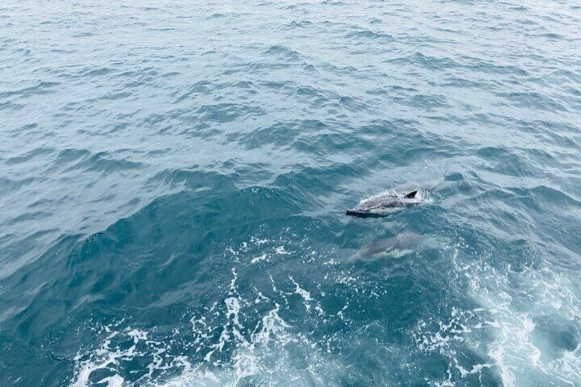 Newport Beach whale Watching 