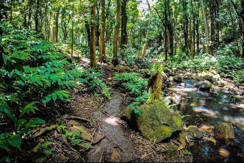 Guided Kayak Adventure on the Wailua River