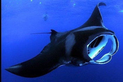 Snorkeling avec les raies manta au coucher du soleil