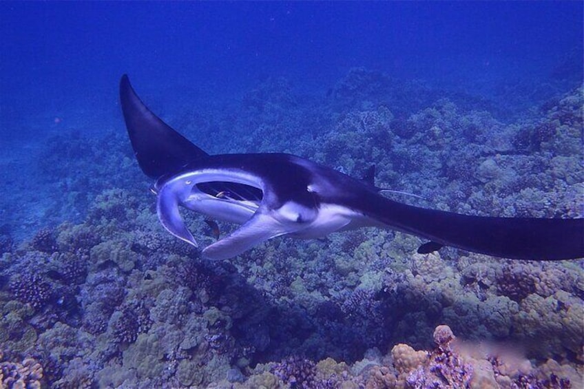 Show item 4 of 7. Night Manta Ray Adventure -Guaranteed!