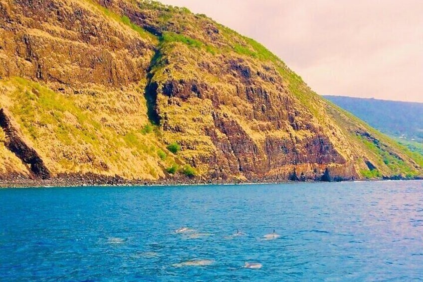 Wild Dolphin & Kealakekua Bay Captain Cook Reef Snorkel on Speed Boat, 14 Guest!
