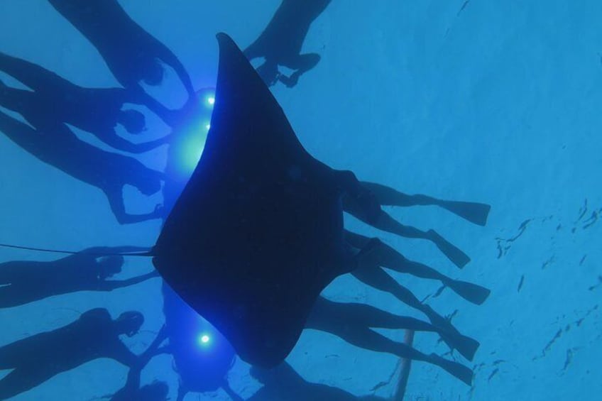 A manta ray feed on plankton beneath our state-of-the-art LED Light board