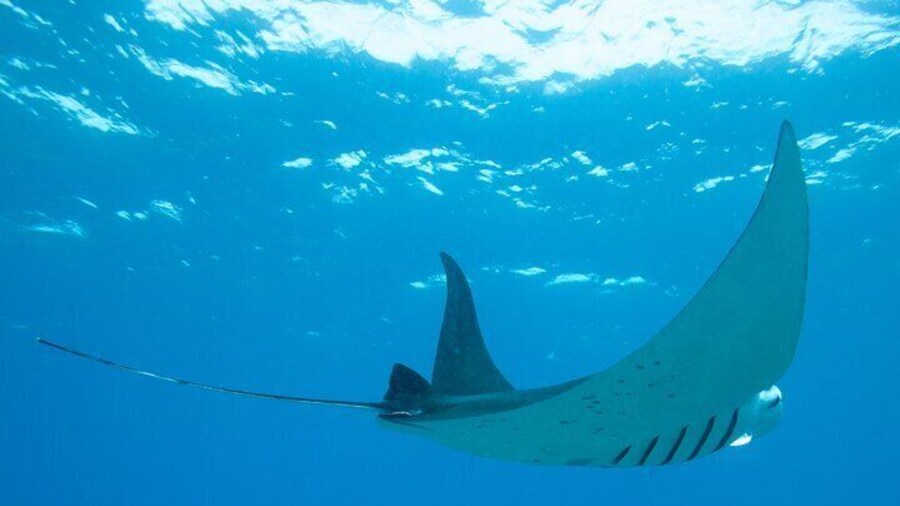 Manta Magic: Small-Group Manta Ray Night Snorkel in Kailua Kona