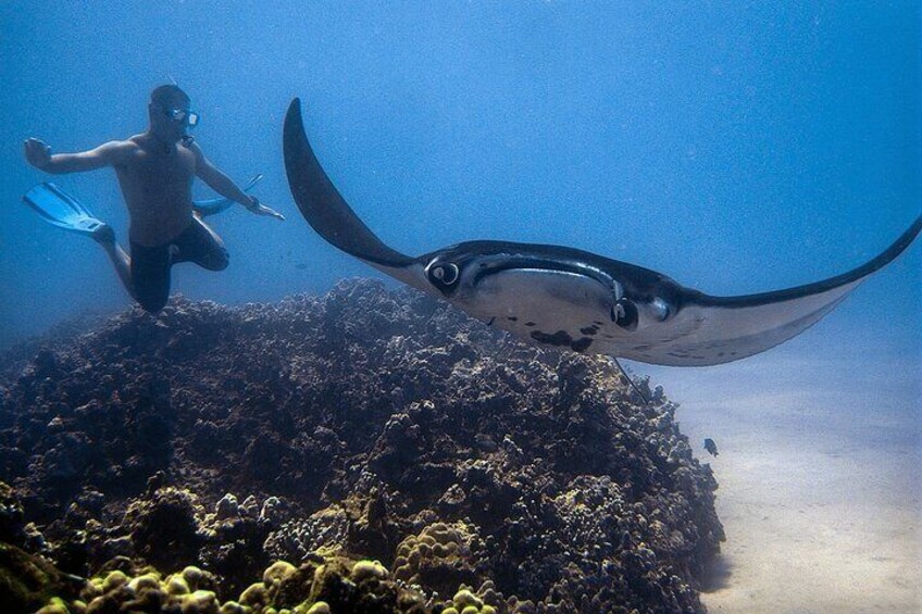 There's nothing like swimming with wild manta rays in Kona, Hawaii