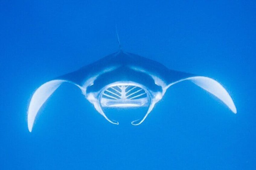 Manta Magic - Night Manta Ray Snorkel