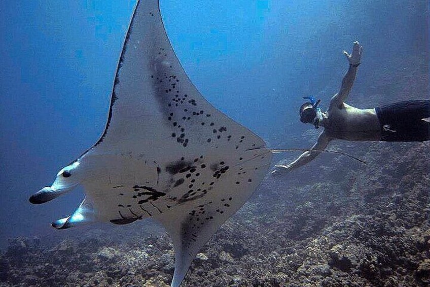 Our swim guide swims near Kona's giant manta rays