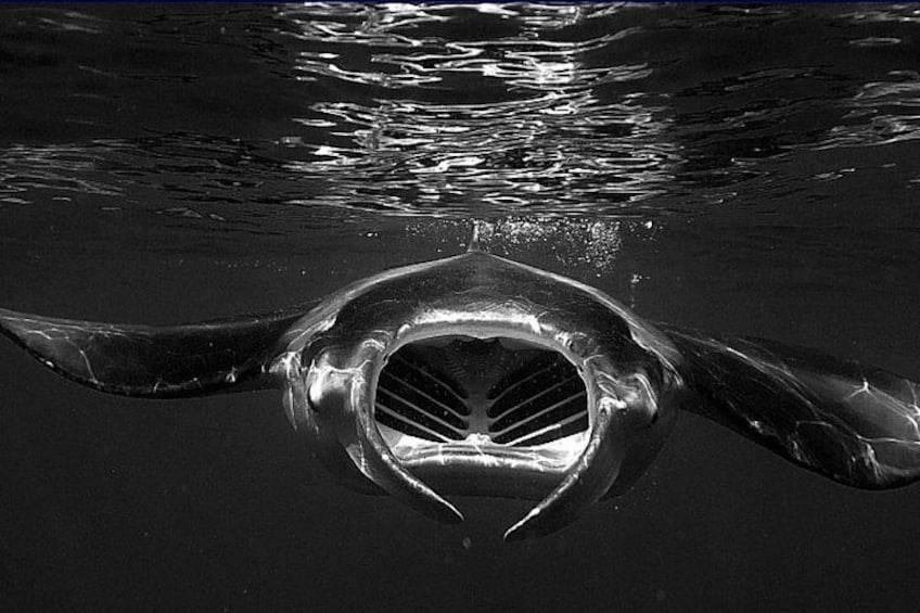 Manta Magic - Night Manta Ray Snorkel