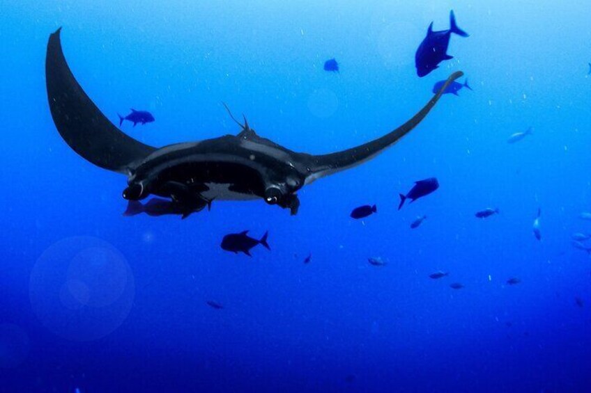 Manta Magic - Night Manta Ray Snorkel