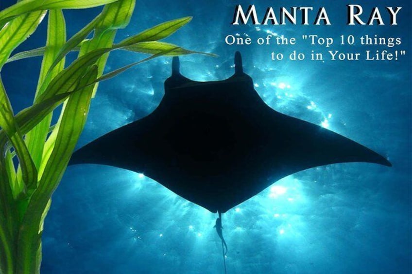 Hawaii Big Island Manta Ray Snorkel