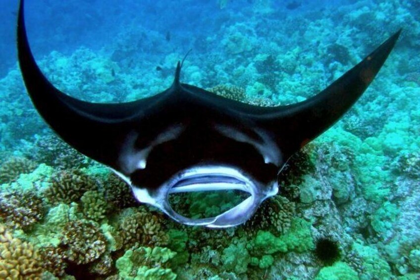 Manta Ray Snorkel 