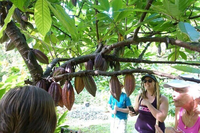 Skip the Line: Princeville Botanical Gardens Tour and Chocolate Tasting Ticket