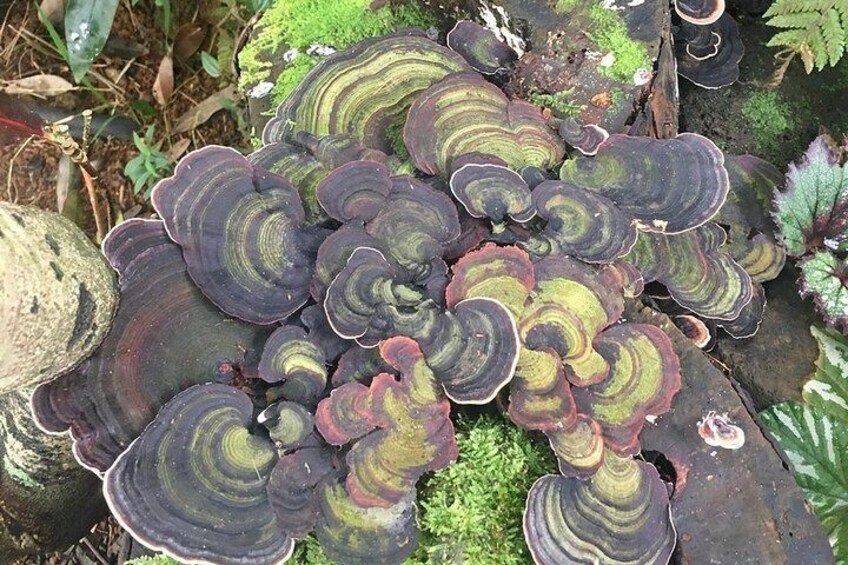 Skip the Line: Princeville Botanical Gardens Tour and Chocolate Tasting Ticket