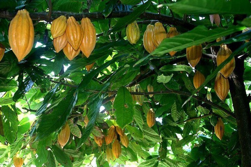 Ripe cacao before chocolate tasting