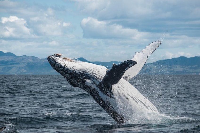 Breaching Humpback whale