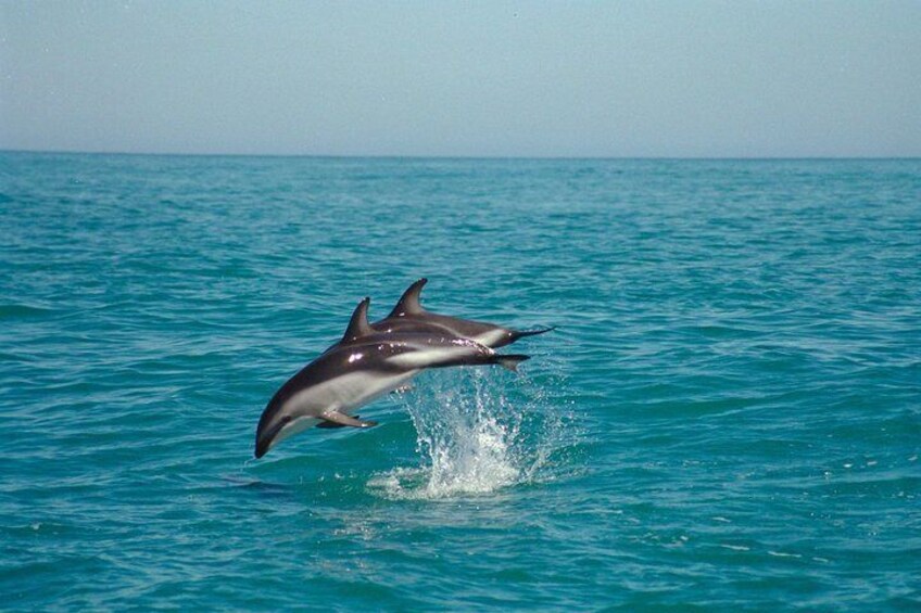 Dusky dolphins
