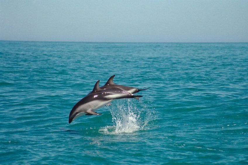 Dusky dolphins