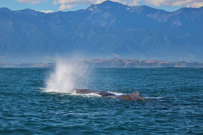 Sperm whale