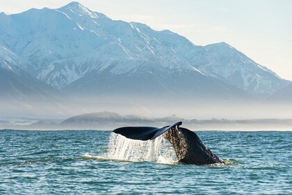 Whale Watching in Kaikoura by Boat