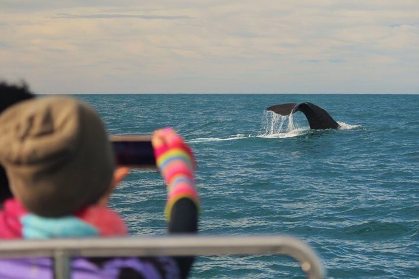 Whale Watching in Kaikoura by Boat