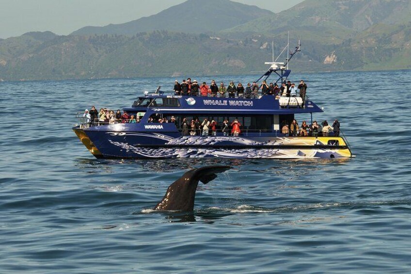 Whale Watching in Kaikoura