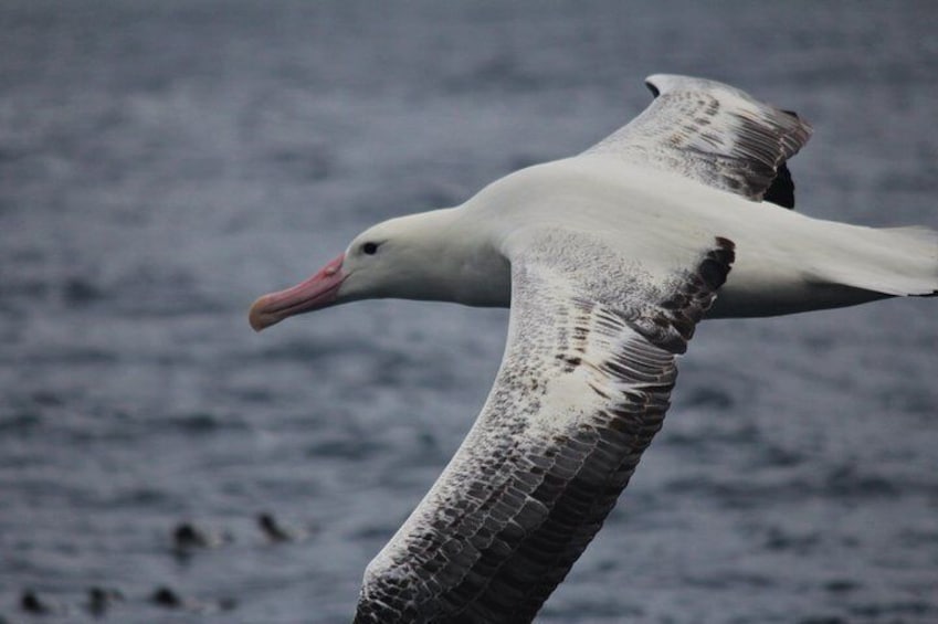 Snowy Albatross