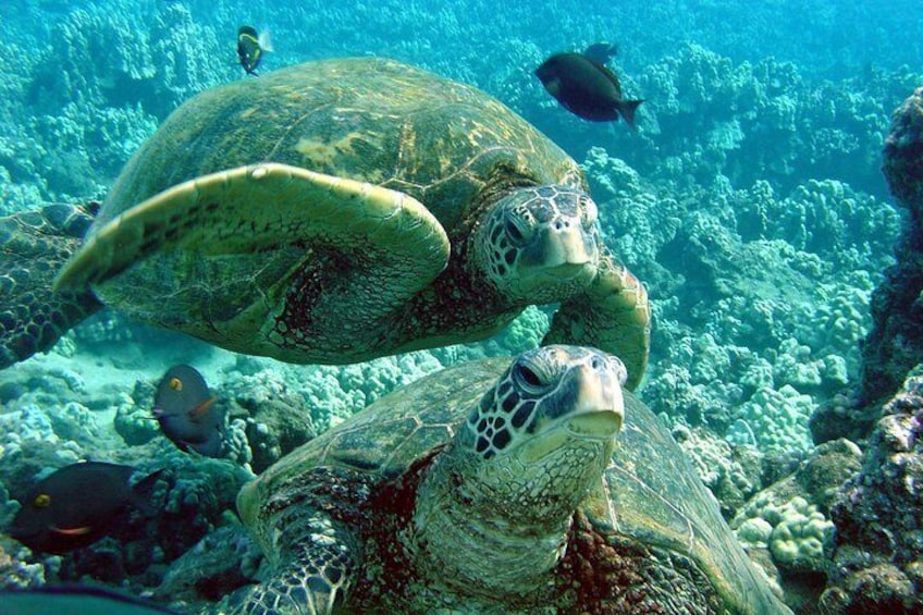 Makena Turtle Town Eco Adventure in Maui