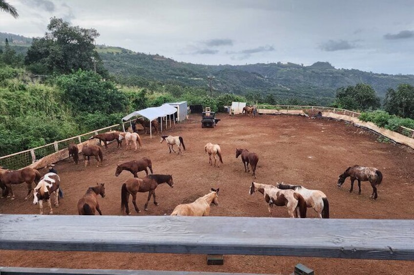 Maui Horseback-Riding Tour