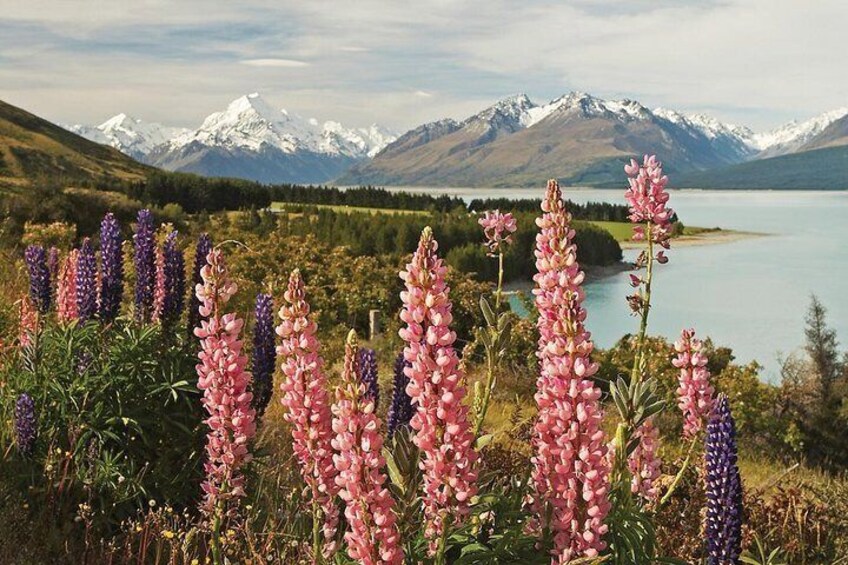 Lupins in full bloom 