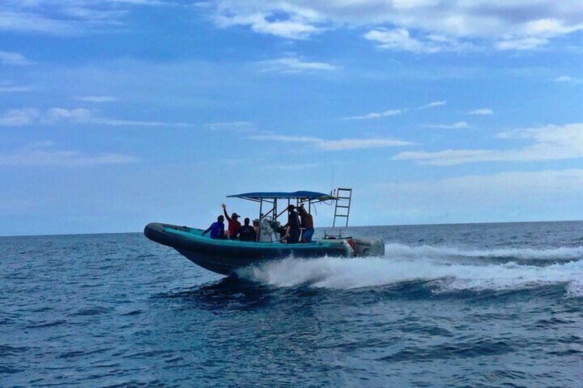 Swim with Dolphins on Big Island Kailua-Kona Hawaii