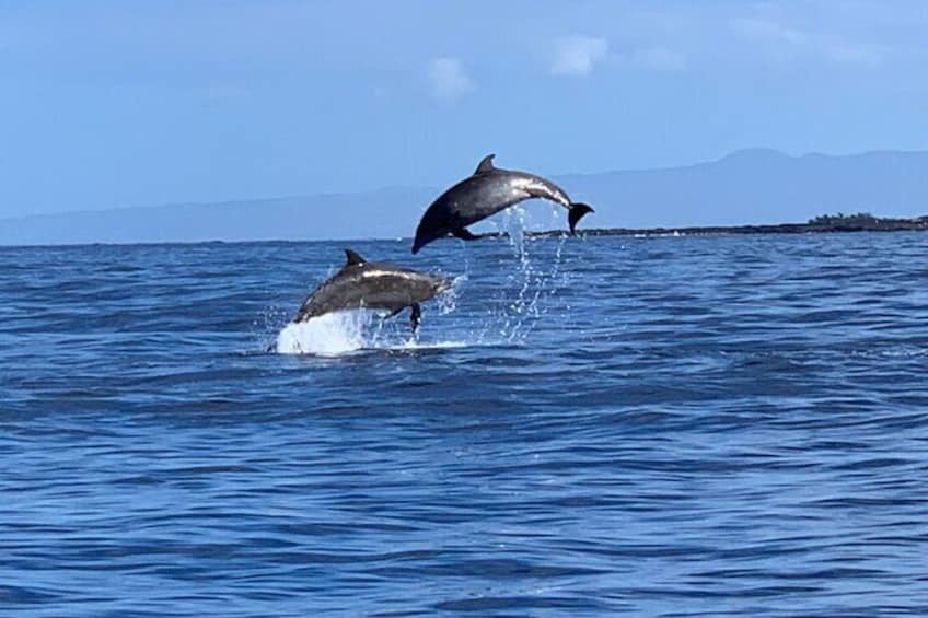 Dolphin Watch & Snorkel Captain Cook Monument Big Island Kailua-Kona Hawaii