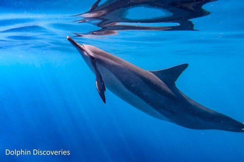 Swim with Dolphins on Big Island Kailua-Kona Hawaii