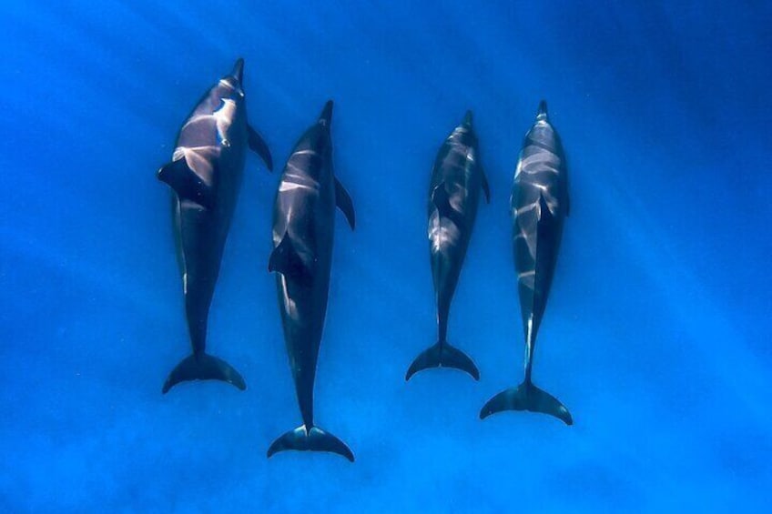 Swim with Dolphins on Big Island Kailua-Kona Hawaii