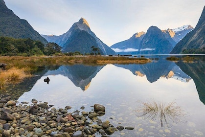 Small Group, Award Winning, Milford Sound Day Tour from Te Anau