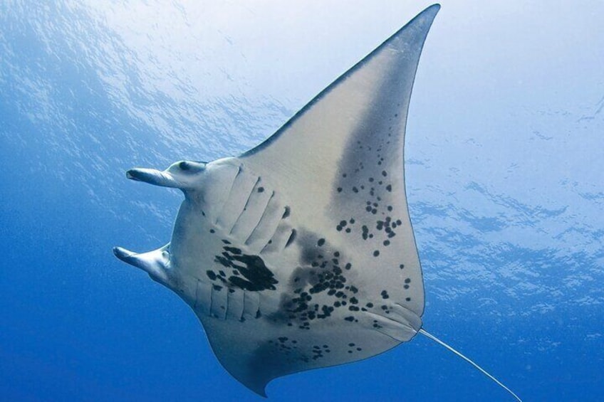 Manta Ray Night Snorkel