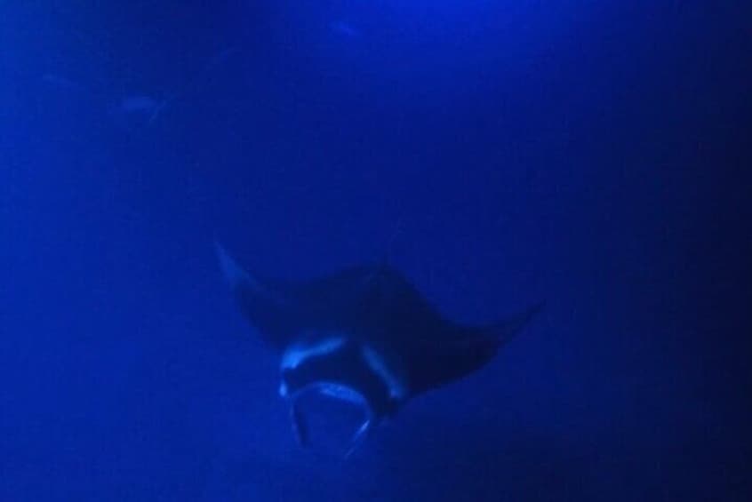 Manta Ray Night Snorkel