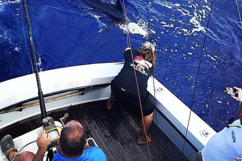 Blue Marlin