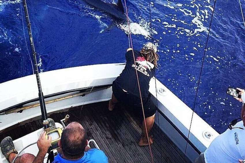 Blue Marlin