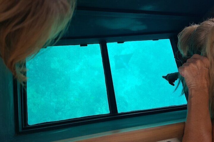 Eagle Ray under the glass