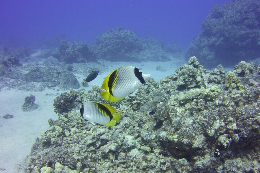 Glass-bottom Boat Reef Tour