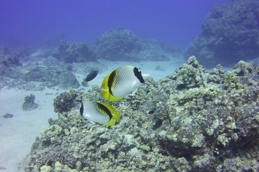 Glass-bottom Boat Reef Tour